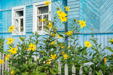 Bright sunny yellow topinambour flowers in palisade in front of old wooden house. Bulatovo,...