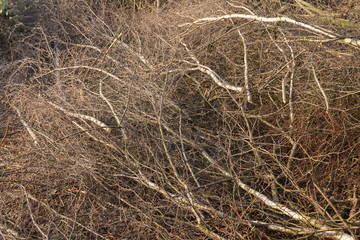 Gartenarbeiten im Winter: Baumschnitt; Auslichten alter Bäume; Grünabfälle