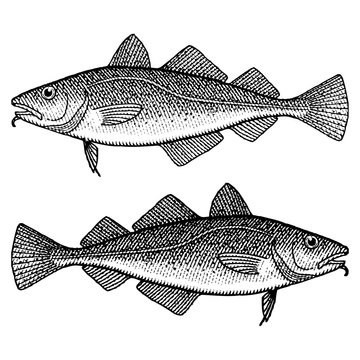 Cod Illustration