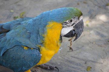 Blue-and-yellow macaw