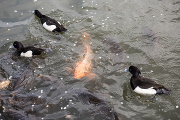 A yellow colored fish seen swimming in a lake. Three ducks are also seen swimming by the side of the fish. Colored fishes are very popular in Japan and are full of it. 