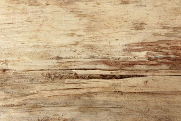 Obraz premium Close-up of bright bark.