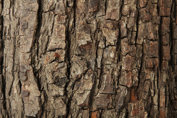 Close up of old wooden bark.