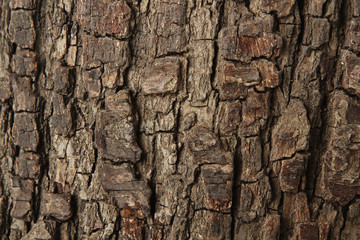 Close up of old wooden bark.
