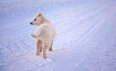 puppy white winter 
