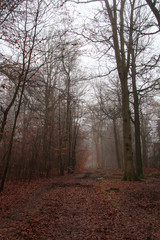 Fototapeta premium English woodland on a foggy misty morning