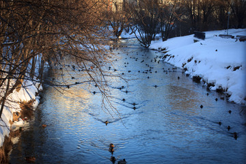 Winter Russian Park, mirror in pond or river and ducks. It is sunset time.