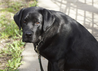 Fototapeta premium Portrait of a black dog.