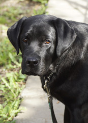 Portrait of a black dog.