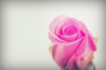 Obraz na płótnie Canvas Delicate rose on a plain white background
