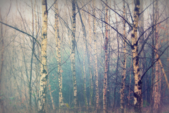 English woodland on a foggy misty morning © Christopher Hall