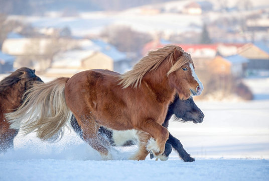 Galoppierende Ponys im Schnee