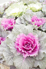Colorful ornamental cabbage