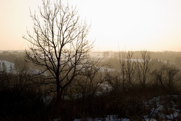 Fototapeta na wymiar winter countryside panorama wit tree silhouette in sunset