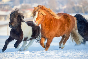 Pony Herde galoppiert im Schnee