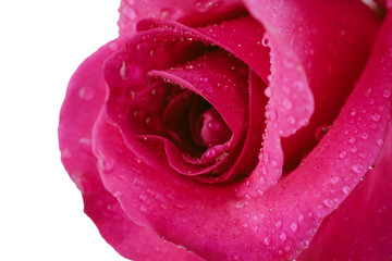 Closeup beautiful pink rose with drops isolated on white backgro