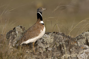 Male of Little bustard. Tetrax tetrax