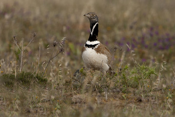Male of Little bustard. Tetrax tetrax
