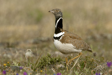 Male of Little bustard. Tetrax tetrax