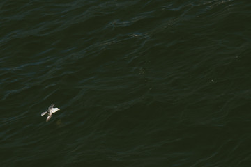Naklejka premium A seagull, soaring in the sky