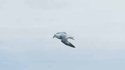 A seagull, soaring in the sky