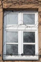 Von vertrockneten Ranken umwachsenes Fenster