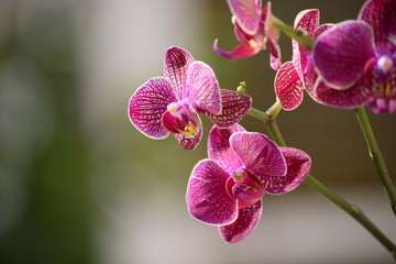 Fototapeta na wymiar Orchid pink color 