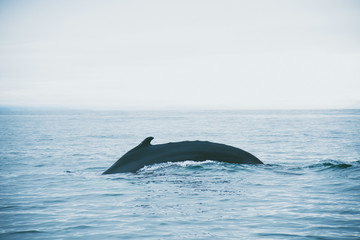 Whale's back in the sea near Iceland
