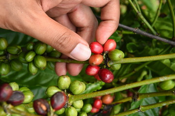 Coffee beans ripening on a tree.