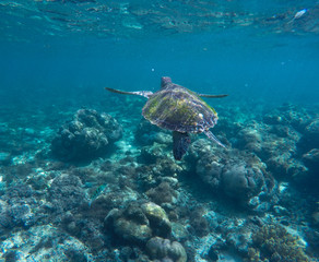 Naklejka na ściany i meble Sea turtle in blue water. Ocean ecosystem - coral reef, tropical fish, sea turtle.