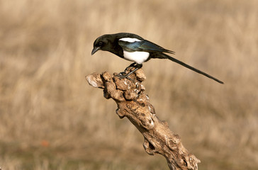 Common magpie. Pica pica