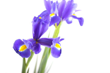 Fototapeta na wymiar Bouquet of beautiful irises isolated on white background