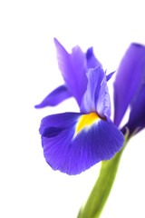 Close-up beautiful iris isolated on white background