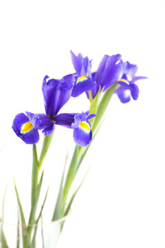 Bouquet of beautiful irises in vase isolated on white background