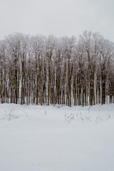 Snowy woods with Maple trees in a field landscape