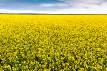 Field of bright yellow rapeseed in spring. Rapeseed (Brassica na - 135277873