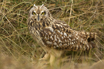 Short-eared owl, Asio flammeus