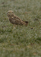 Short-eared owl, Asio flammeus