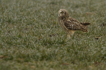 Short-eared owl, Asio flammeus
