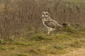 Short-eared owl, Asio flammeus
