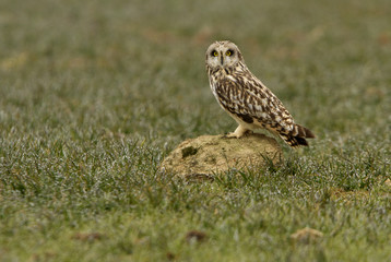 Short-eared owl, Asio flammeus