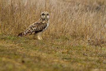 Short-eared owl, Asio flammeus