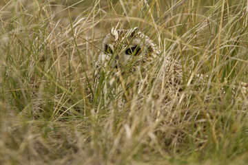 Short-eared owl, Asio flammeus
