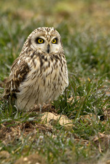 Short-eared owl, Asio flammeus