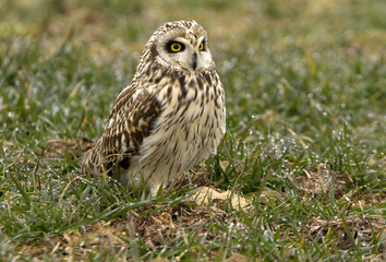 Short-eared owl, Asio flammeus