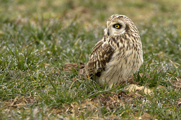 Short-eared owl, Asio flammeus