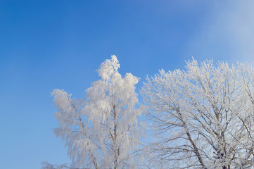 Birch tree covered by snow and hoarfrost on foggy blue sky background 