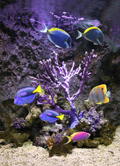 Fototapeta na wymiar Underwater scene with tropical fish