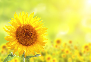 Naklejka premium Sunflowers on blurred sunny background