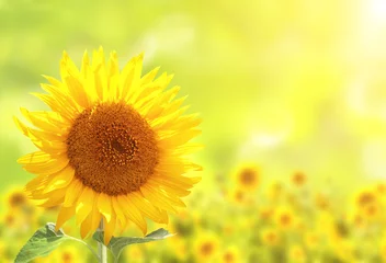 Foto auf Alu-Dibond Sonnenblumen auf verschwommenem sonnigen Hintergrund © frenta
